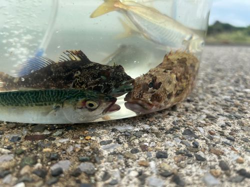 釣果
