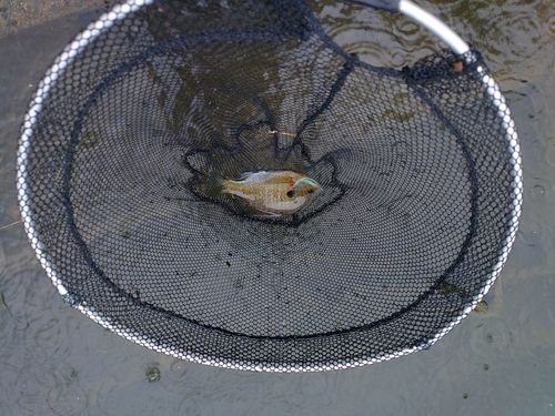 ブルーギルの釣果