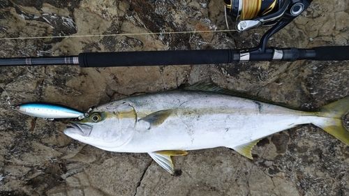 ヒラマサの釣果