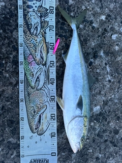 ブリの釣果