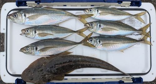 マゴチの釣果