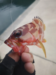 アカハタの釣果