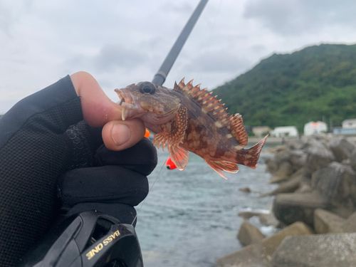カサゴの釣果
