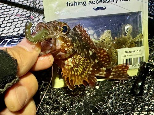 ガシラの釣果