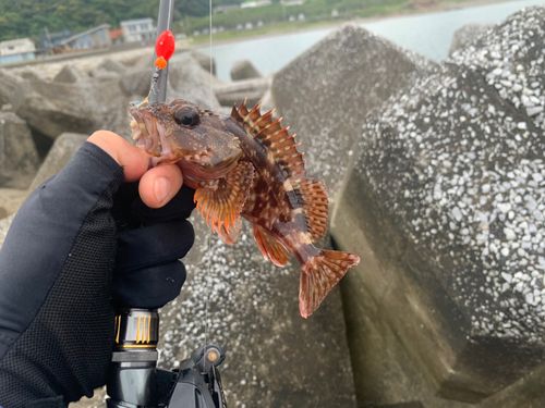 カサゴの釣果