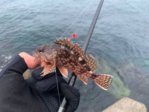 カサゴの釣果