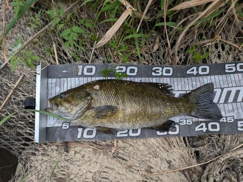 スモールマウスバスの釣果