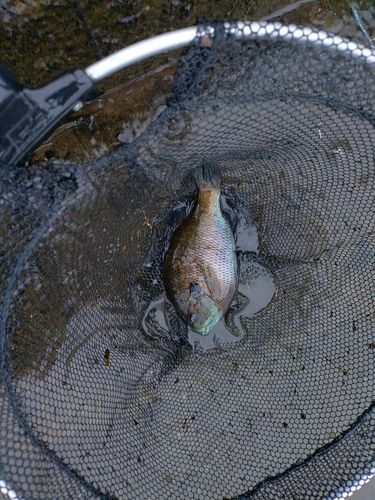 ブルーギルの釣果