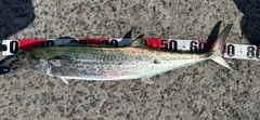 サゴシの釣果