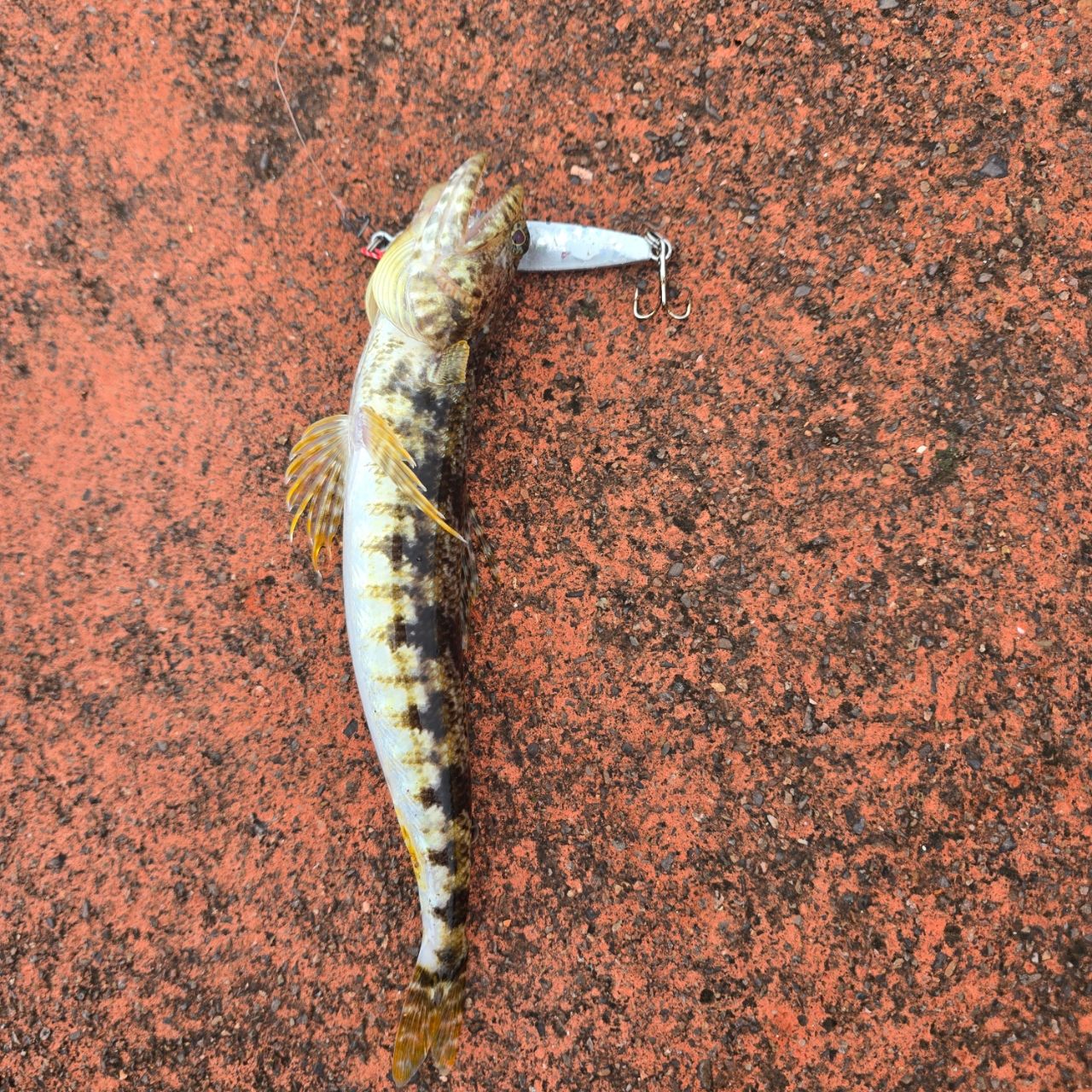 エソの釣果写真
