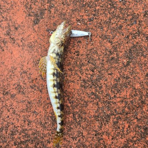 エソの釣果