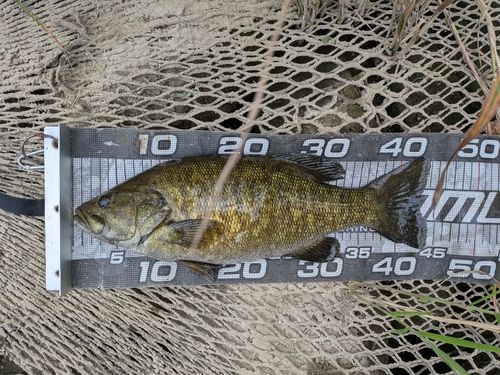 スモールマウスバスの釣果
