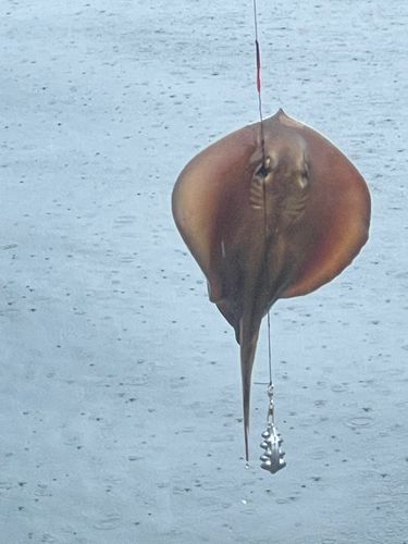エイの釣果