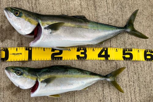 ワラサの釣果
