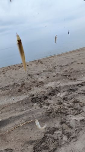 キスの釣果