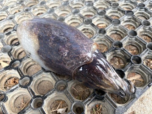 コウイカの釣果
