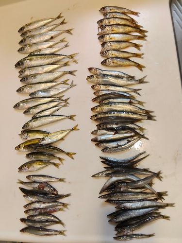 サバの釣果