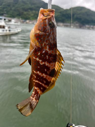 キジハタの釣果