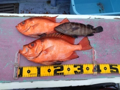 チカメキントキの釣果