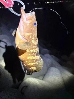キジハタの釣果