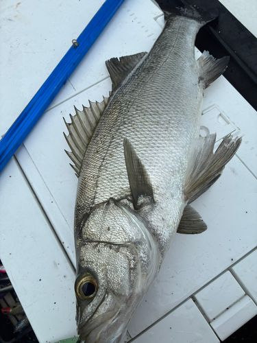 ヒラスズキの釣果