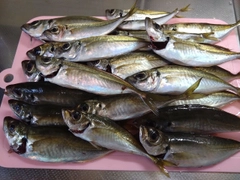マアジの釣果