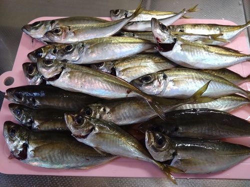 マアジの釣果