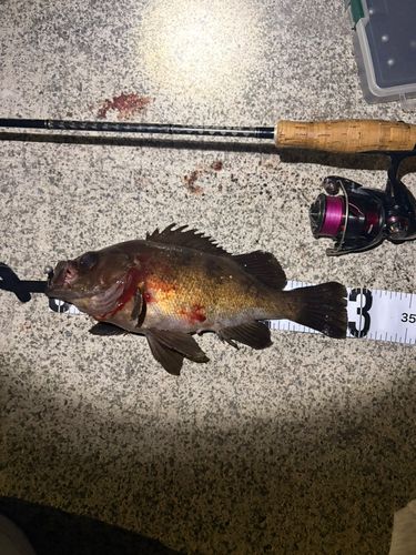 シロメバルの釣果