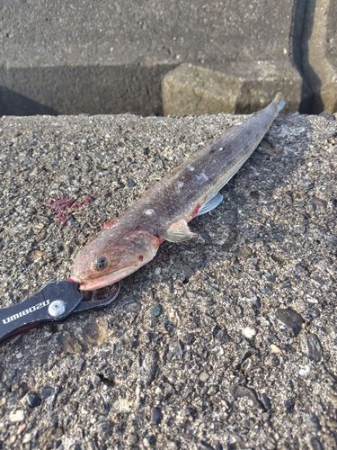 エソの釣果