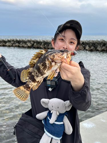 ベッコウゾイの釣果