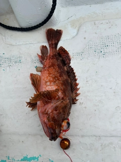 ウッカリカサゴの釣果