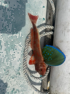 ホウボウの釣果