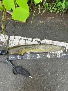 マナマズの釣果