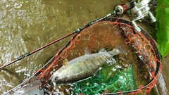 ヤマメの釣果