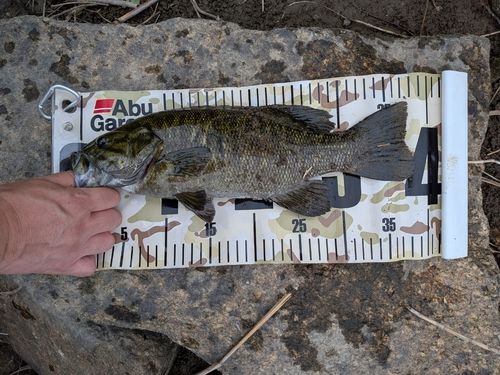 スモールマウスバスの釣果