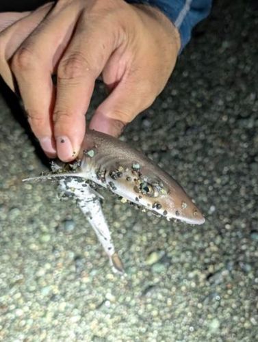ドチザメの釣果