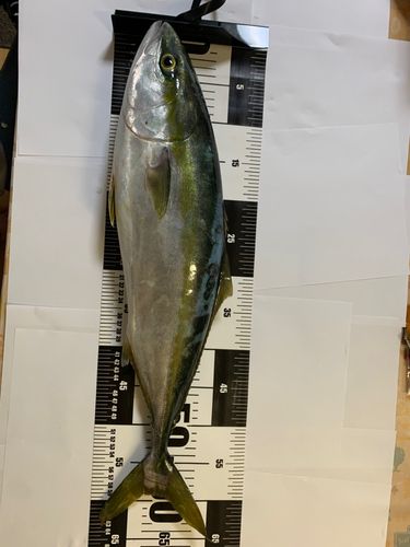 ワラサの釣果