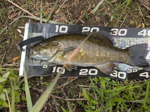 スモールマウスバスの釣果