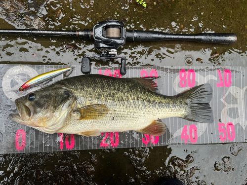 ラージマウスバスの釣果