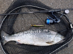サクラマスの釣果