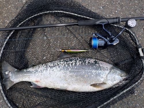 サクラマスの釣果