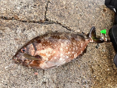 アイゴの釣果