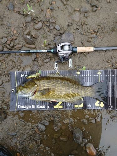 スモールマウスバスの釣果