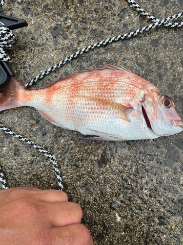 チャリコの釣果