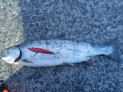 サクラマスの釣果