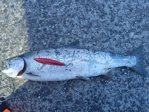 サクラマスの釣果