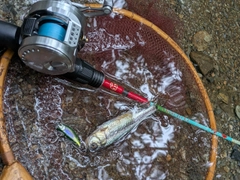 カワムツの釣果