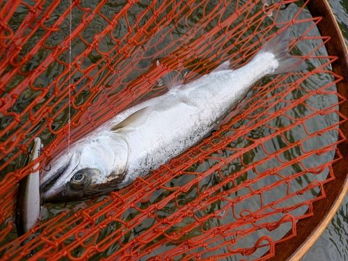 ヤマメの釣果