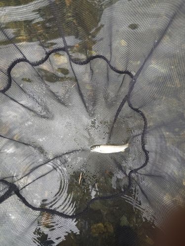 アユの釣果