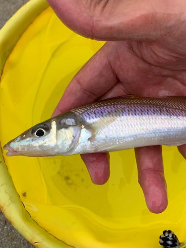 シロギスの釣果